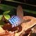 Borboleta Pierella hyalinus