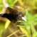 Borboleta marrom