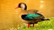Marreca-ananaí (Amazonetta brasiliensis)