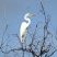 Garça Ardea alba