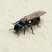 Formiga Cephalotes