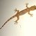 Hemidactylus mabouia