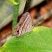 Borboleta da mata