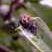 Mosca