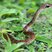 Dendrophidion atlantica