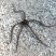 Ophioderma cinereum