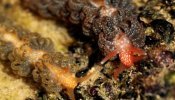 Lesmas marinhas Spurilla braziliana