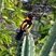 Icterus jamacaii