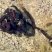 Lineus longissimus