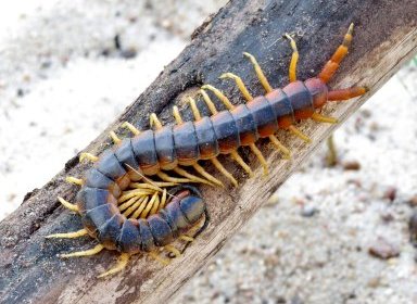 Lacraia gigante