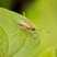 Pequena vespa vermelha Ichneumonidae
