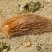 Aeolidia filomenae