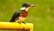 Martim-pescador-verde