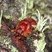 Besouro Neoathyreus