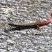 Calango-do-rabo-vermelho