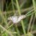 Borboleta-pavão-branco