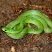 Cobra verde da Caatinga