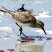 Calidris fuscicollis