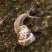 Escargot