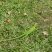 Iguana-verde