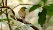 Soldadinho-do-Araripe fêmea