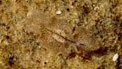 Platelminto Polycladida