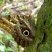 Borboleta olho-de-coruja