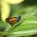 Onophas columbaria