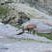 Íbex ou Cabra-montez (Bouquetin des Alpes)