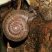 Caracol de jardim Solaropsidae