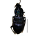 Besouro Carabidae