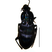 Besouro Carabidae 