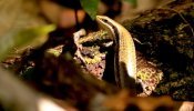 Briba brilhante (Bralilicincus heathi)