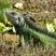 Iguana iguana