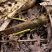 Tropidacris collaris