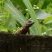 Lagarto
