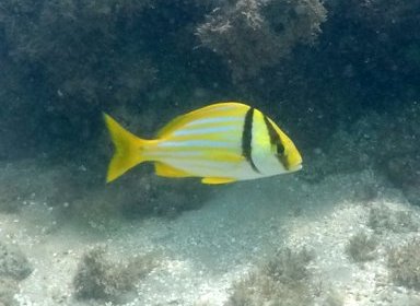 Anisotremus virginicus