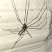 Aranha do corpo fino