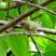Tangara palmarum