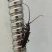 Besouro magrinho - Cerambycidae