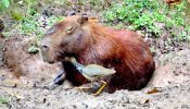 Capivara e frango d'água azul