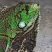 Iguana iaguana ESEC Caetés