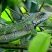 Iguana