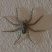 Aranha 