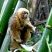 Macaco-prego-galego (Sapajus flavius)
