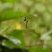 Leucauge
