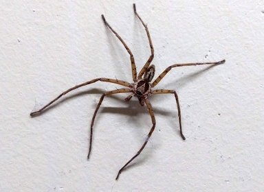 Heteropoda venatoria