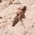 Mosca predadora