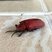 Falsa-barata-do-coqueiro