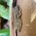 Scinax x-signatus